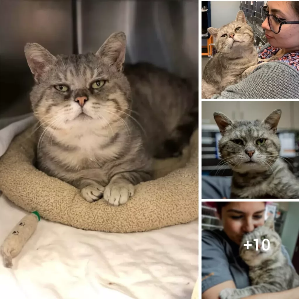 Paw-some Metamorphosis: The Heartwarming Tale of a Stray Cat Who Captivates Hearts and Finds a Furever Home