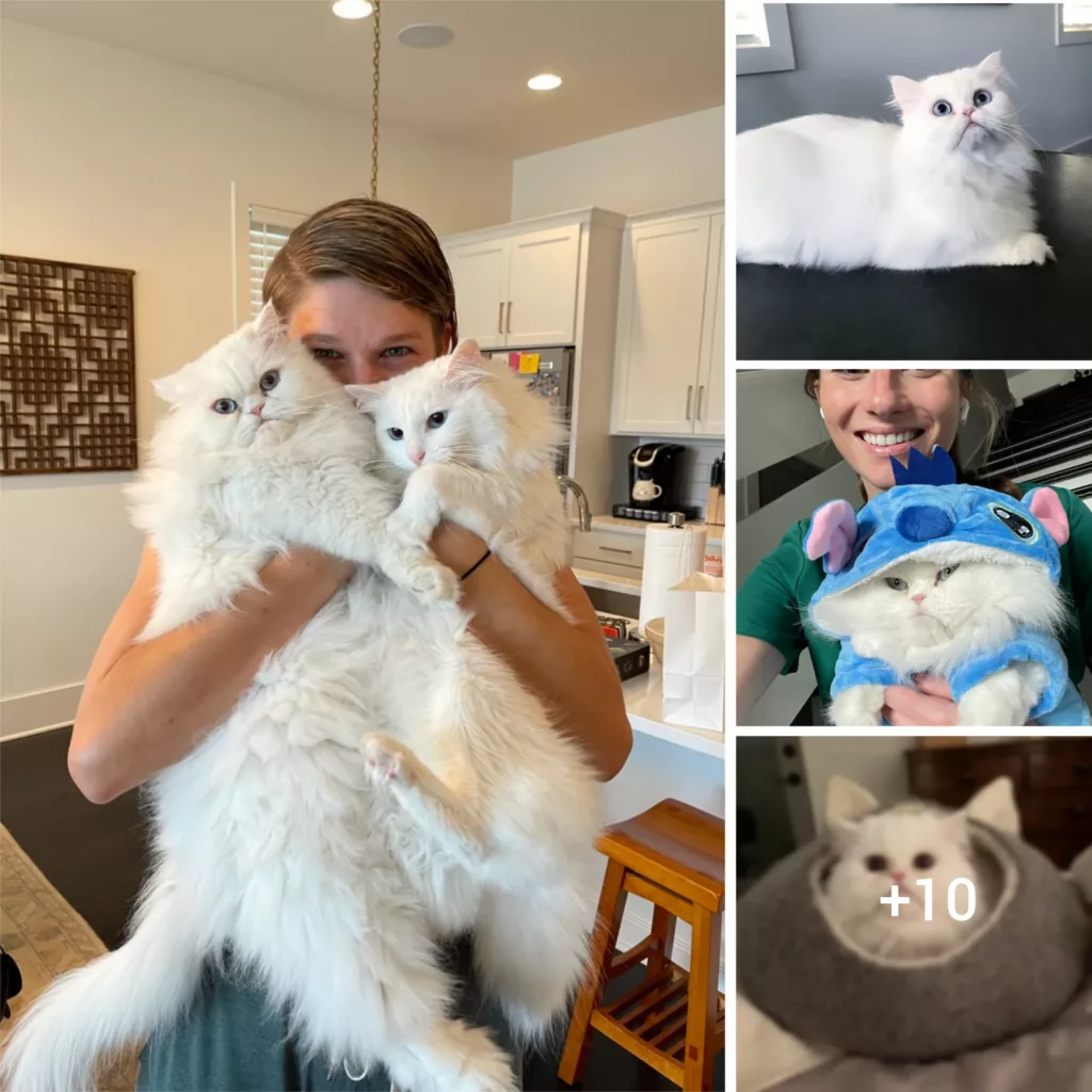 A Furry Tale of Love: Abandoned Persian Cat Finds a Loving Home