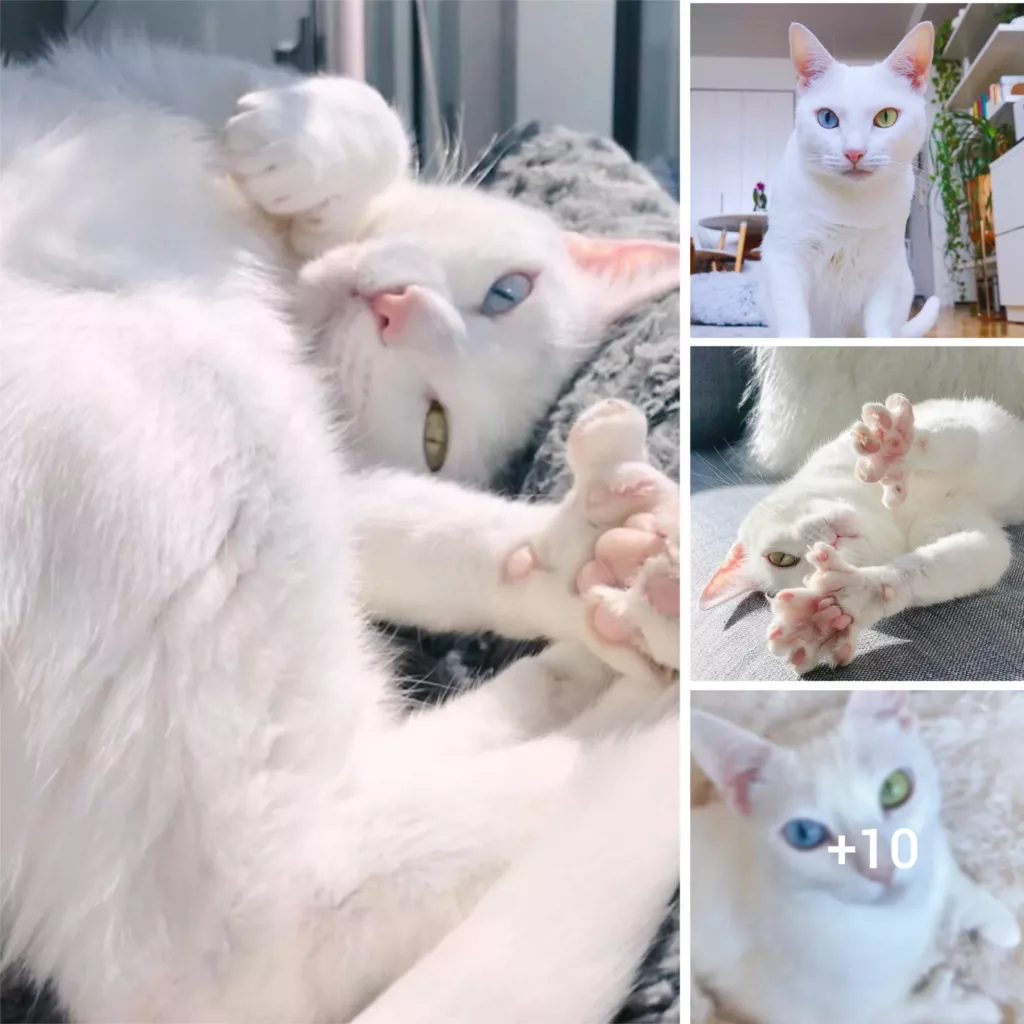 Abandoned Cat With Heterochromia and Polydactyly Gains Instagram Popularity with Uniqueness