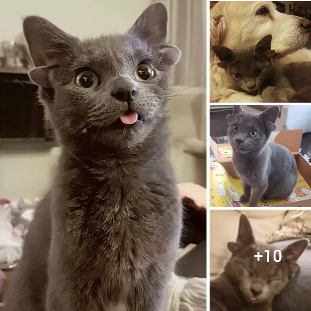Feel-Good Story: Adorable Kitten with Four Ears Captivates Global Audience