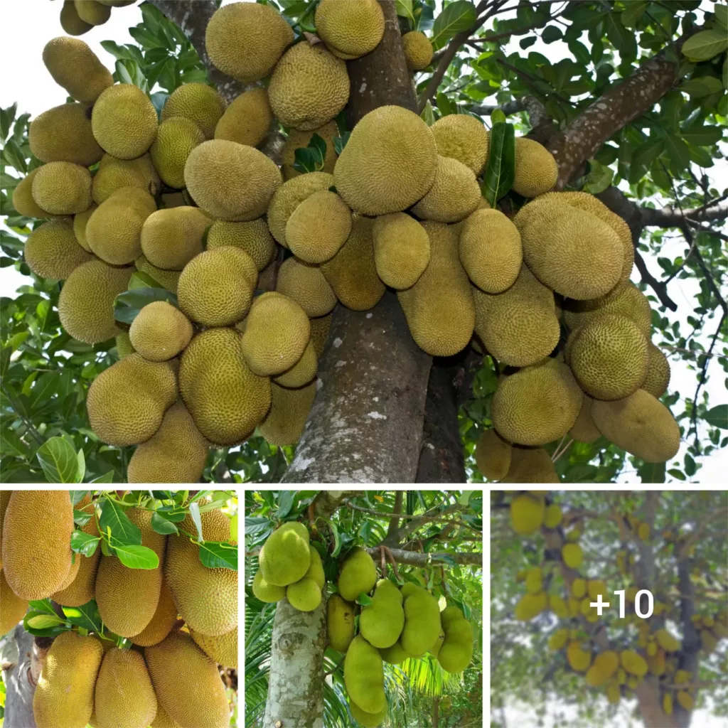 “Spectacular Sight: Witnessing a Jackfruit Tree Yielding More than 100 Fruits”