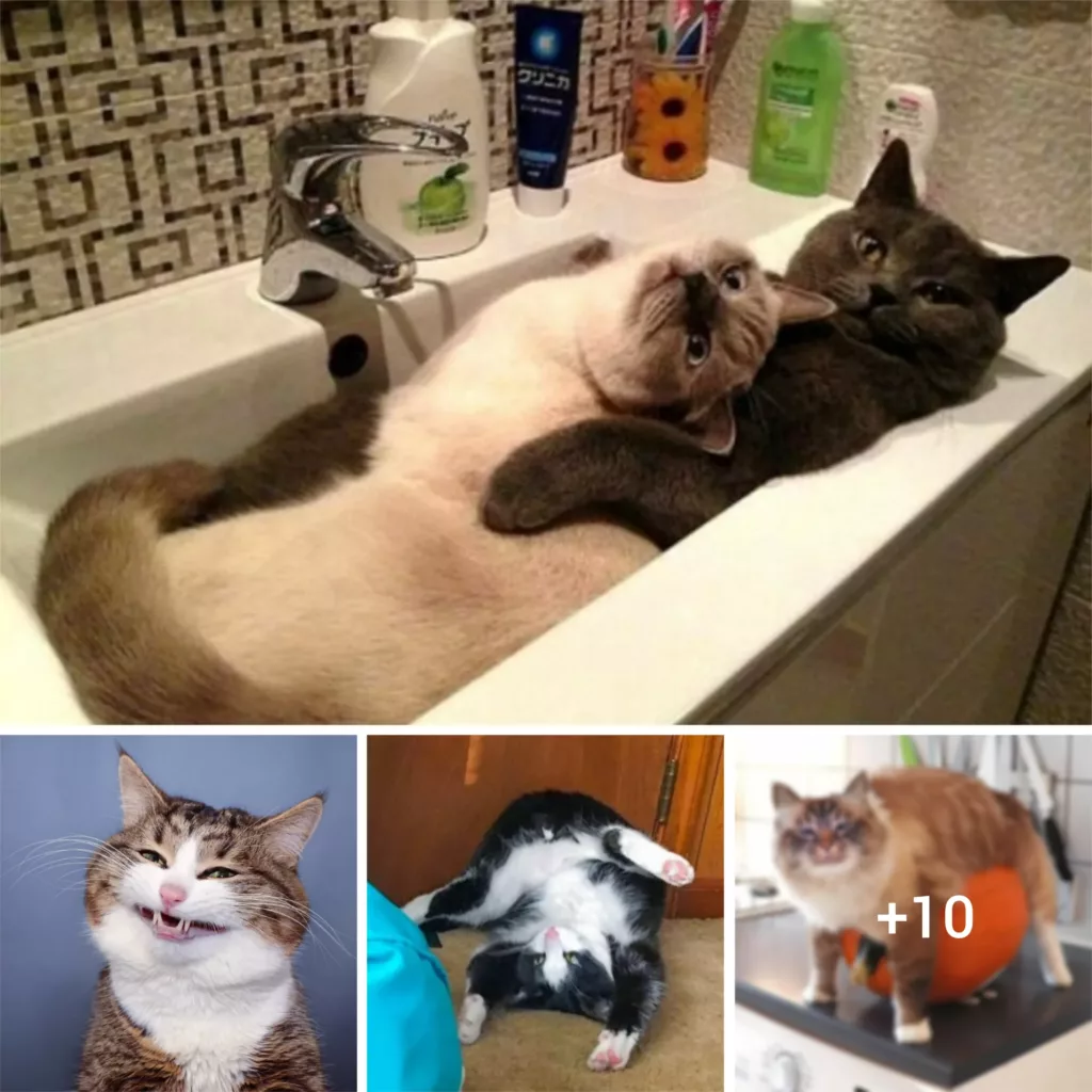 “Unintentional Feline Fumbles: 20 Hilarious Cat Blunders Captured on Candid Camera”