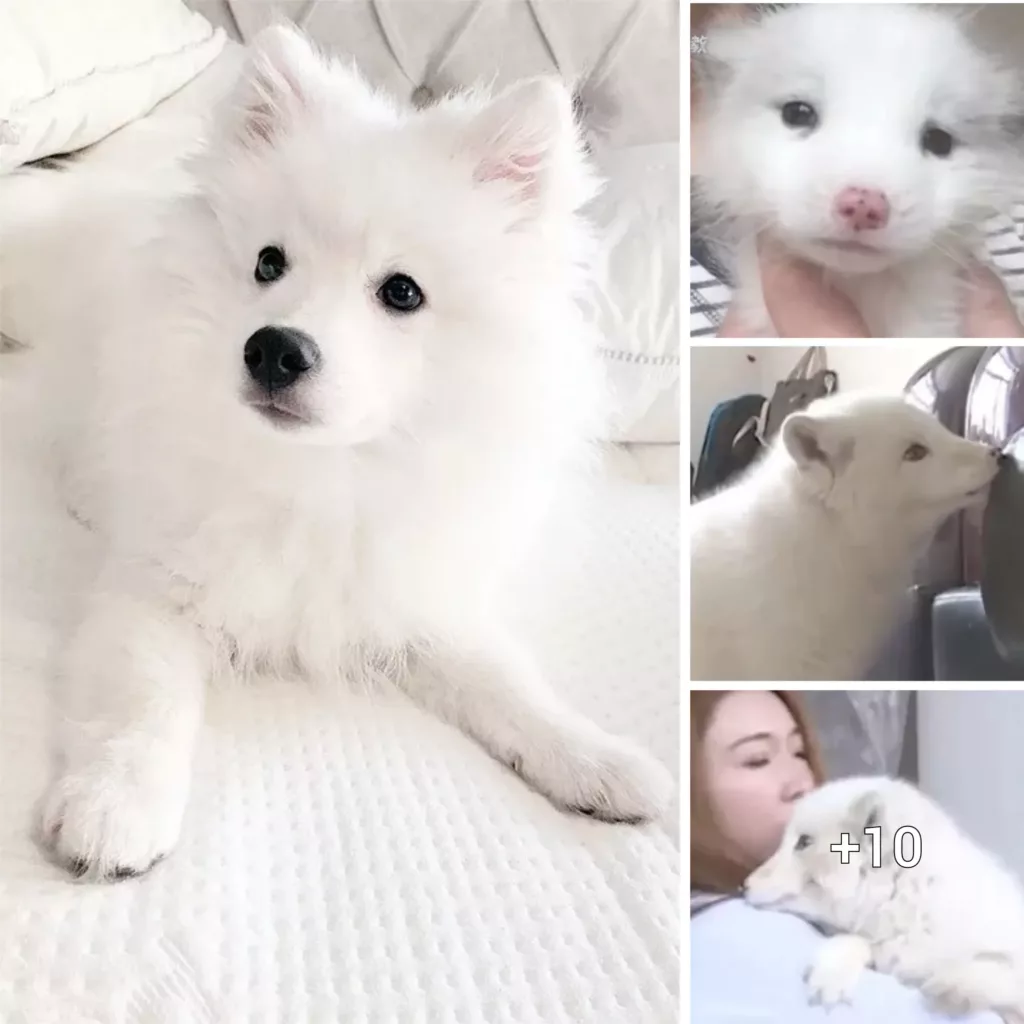 A Shocking Realization: Owner Finds Out Her Beloved Dog is Actually a White Fox