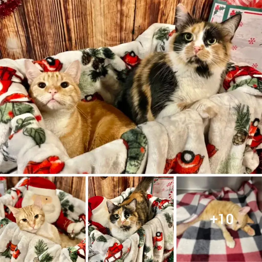 Touching Story: Feline Besties Melt Hearts as They Refuse to Part Ways, Dreaming of a Joint Forever Home
