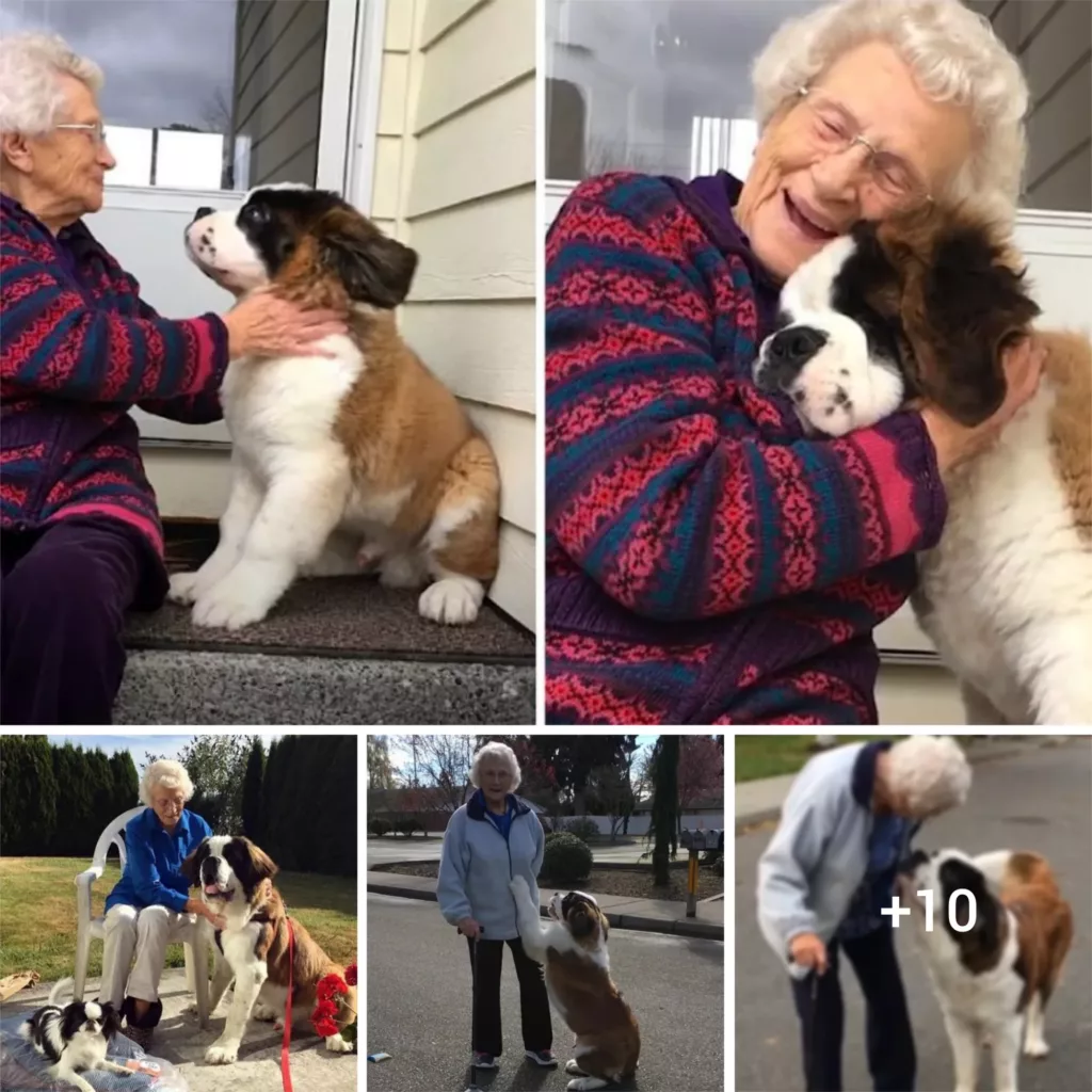 The Story of a Lovable Pup who Finds Solace by a Window, Warming Hearts Everywhere