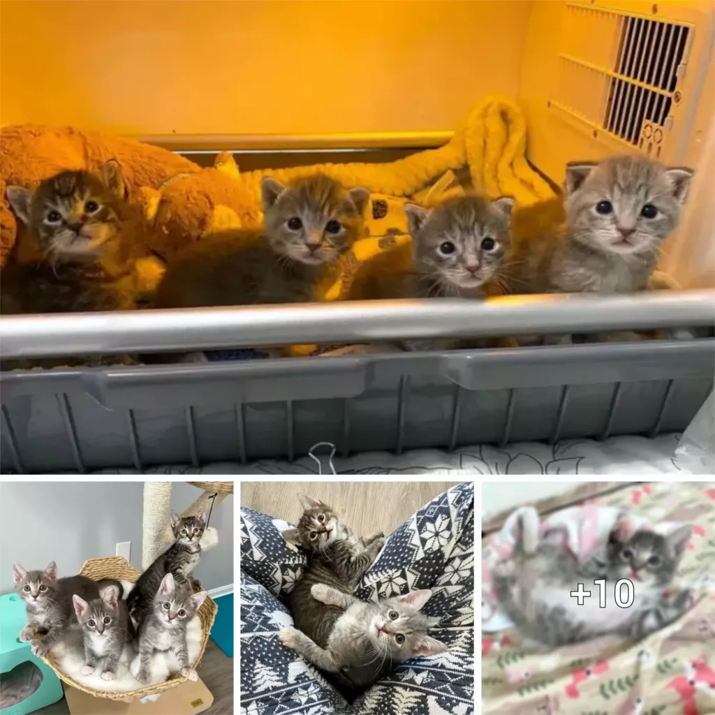 “Abandoned Kittens Turn Their Luck Around, Establishing Indestructible Connection through Overcoming Challenges”