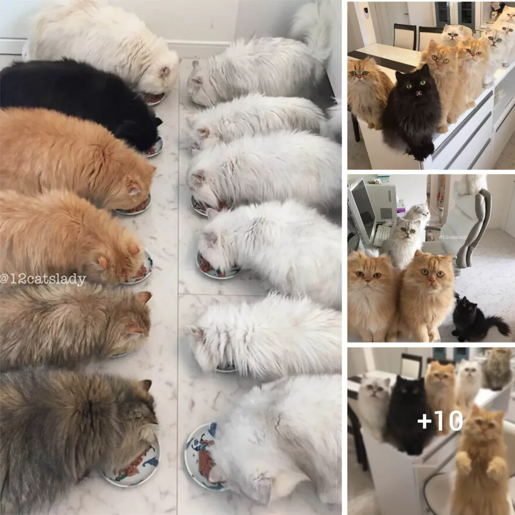 “The Feline Guardian Angel: Meet the Kind-Hearted Woman Who Rescues and Cares for Abandoned Persian Cats”