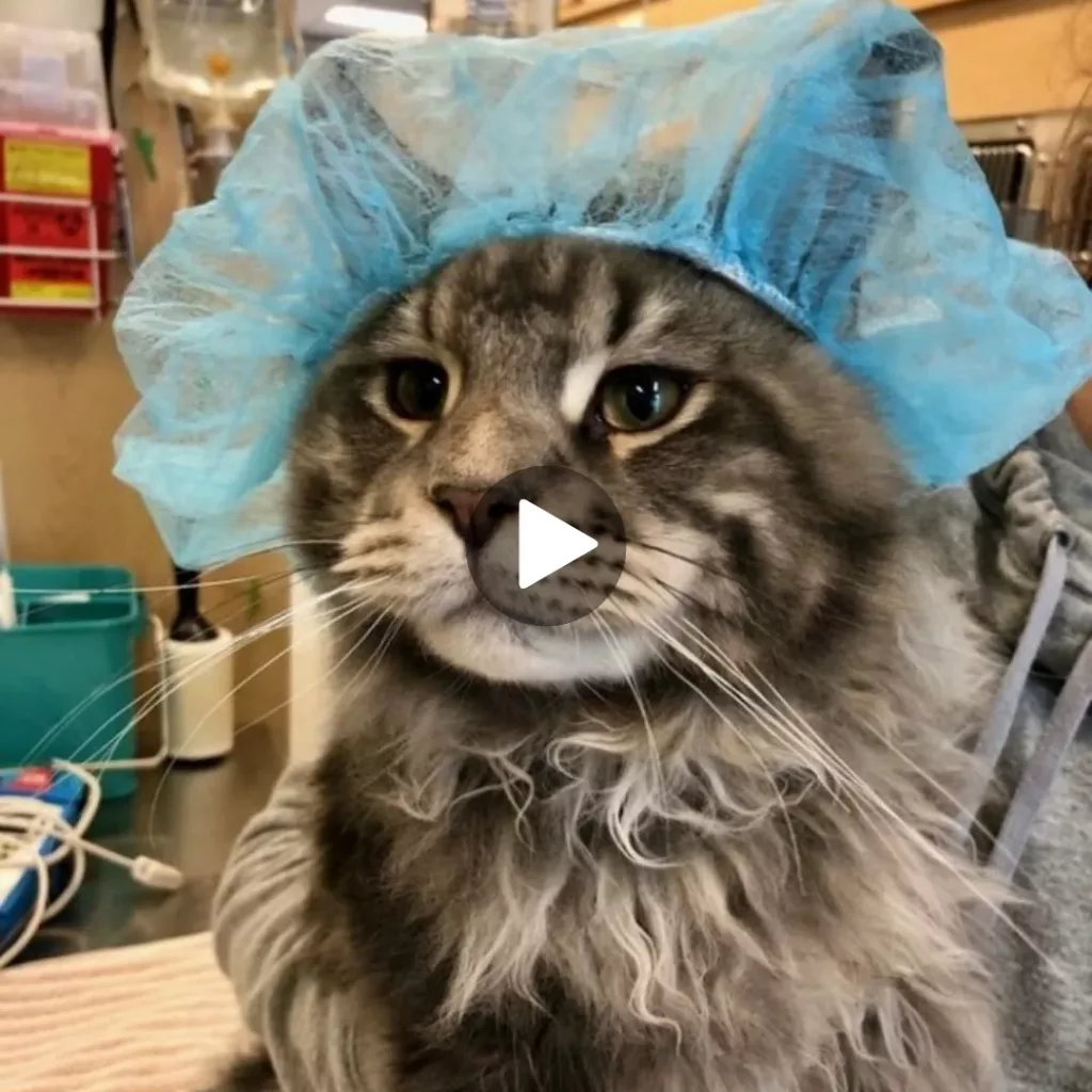 The Internet’s New Favorite Feline: Watch this Cute Cat’s “Beauty Routine” Take Over Instagram